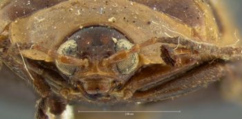 Media type: image; Entomology 19162   Aspect: head frontal view